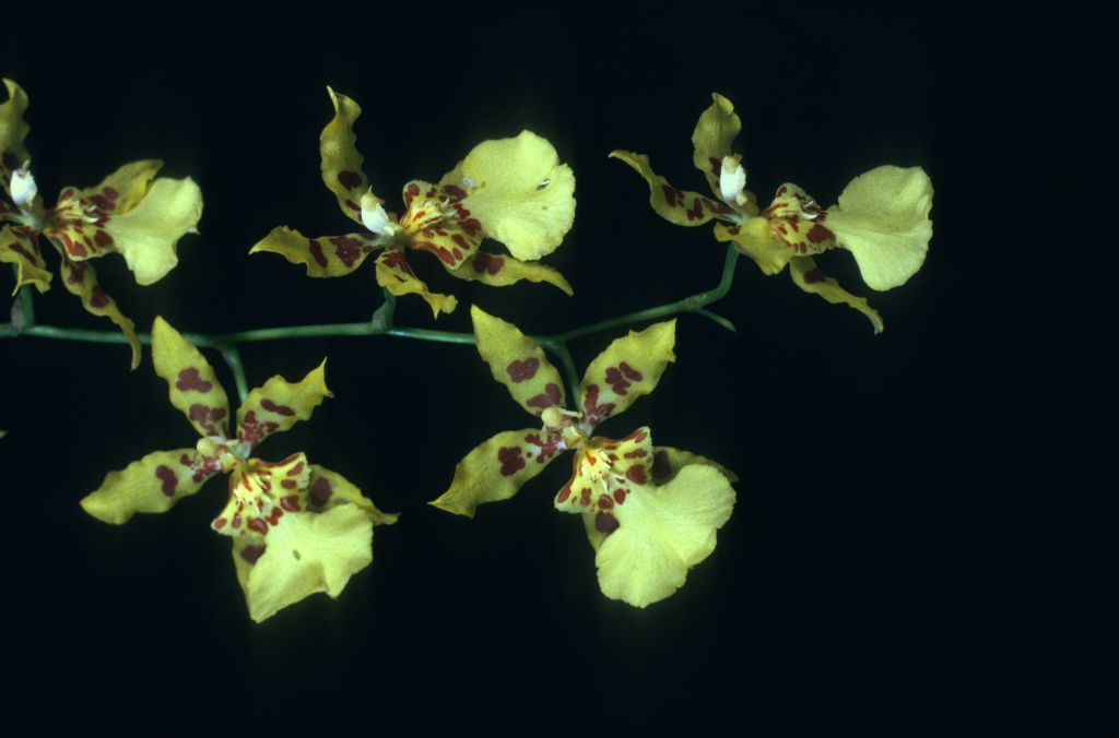 Odontocidium Solana 'Golden Shower' HCC/AOS Award Slide, July 14, 1975, Los Angeles monthly judging, Los Angeles, CA, exhibited by Carl and Imogene Keyes.