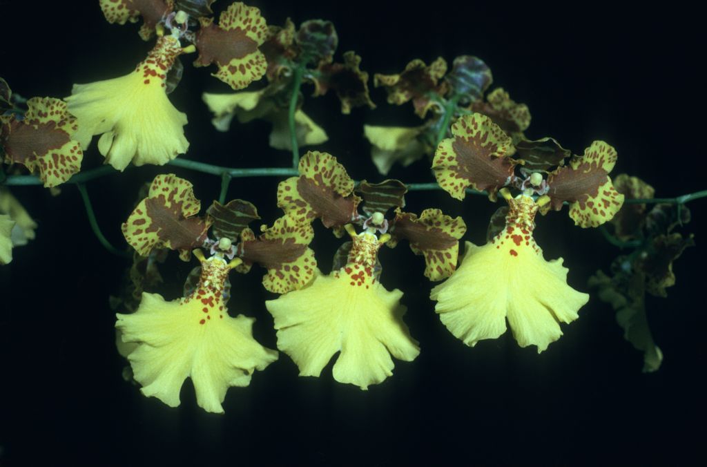 Oncidium Gold Coin Butte 'Millie' HCC/AOS Award Slide, July 28, 1975, Long Beach monthly judging, Long Beach, CA, exhibited by Imogene and Carl Keyes.