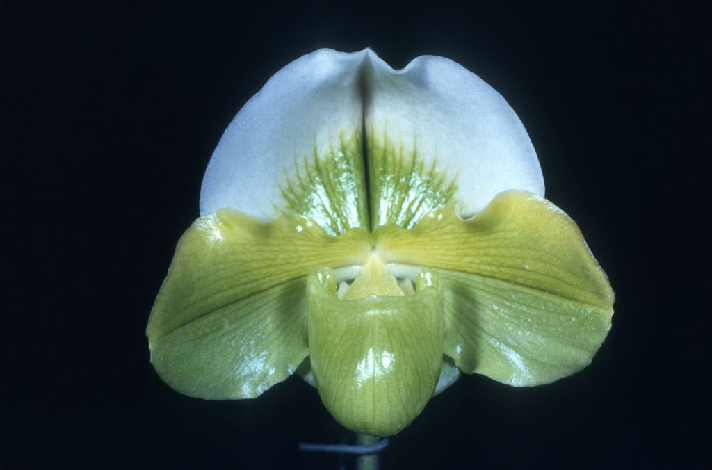 Paphiopedilum Royal Flush 'Erin' HCC/AOS Award Slide, December 8, 1975, Los Angeles monthly judging, Los Angeles, CA, exhibited by Carl and Imogene Keyes.