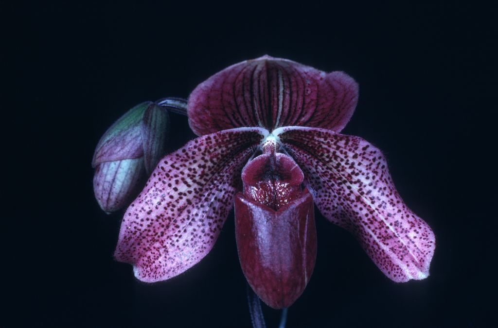 Paphiopedilum Charles Richman 'Red Beauty' HCC/AOS Award Slide, December 8, 1975, Los Angeles monthly judging, Los Angeles, CA, exhibited by Carl and Imogene Keyes.