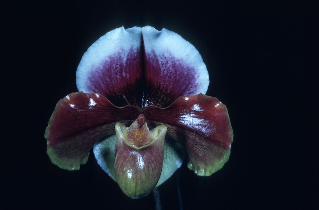 Paphiopedilum Blenheim Palace 'Carimo Pride' HCC/AOS Award Slide, March 8, 1976, Los Angeles monthly judging, Los Angeles, CA, exhibited by Carl and Imogene Keyes.