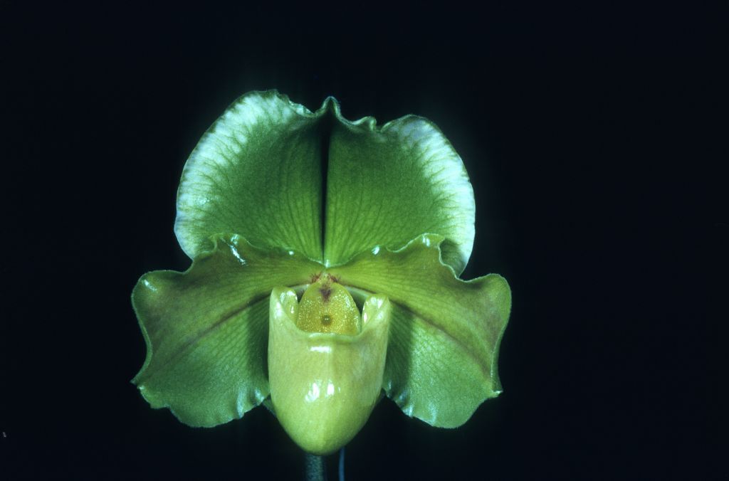 Paphiopedilum Lalime 'Superba' AM/AOS Award Slide, February 23, 1976, Long Beach monthly judging, Long Beach, CA, exhibited by Carl and Imogene Keyes.