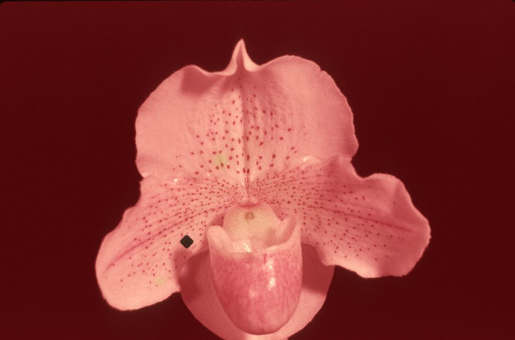 Paphiopedilum Freckles 'Carimo' HCC/AOS Award Slide, March 26, 1976, Santa Barbara International Orchid Show, Santa Barbara, CA, exhibited by Carl and Imogene Keyes.