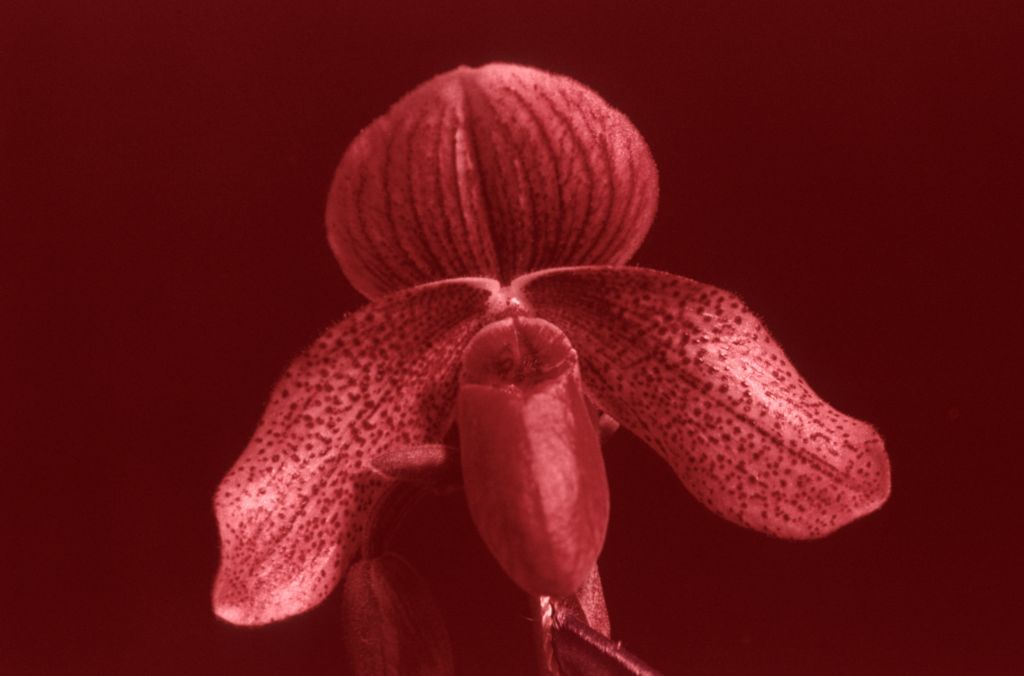 Paphiopedilum Charles Richman 'Royal Robe' AM/AOS Award Slide, March 26, 1976, Santa Barbara International Orchid Show, Santa Barbara, CA, exhibited by Carl and Imogene Keyes.