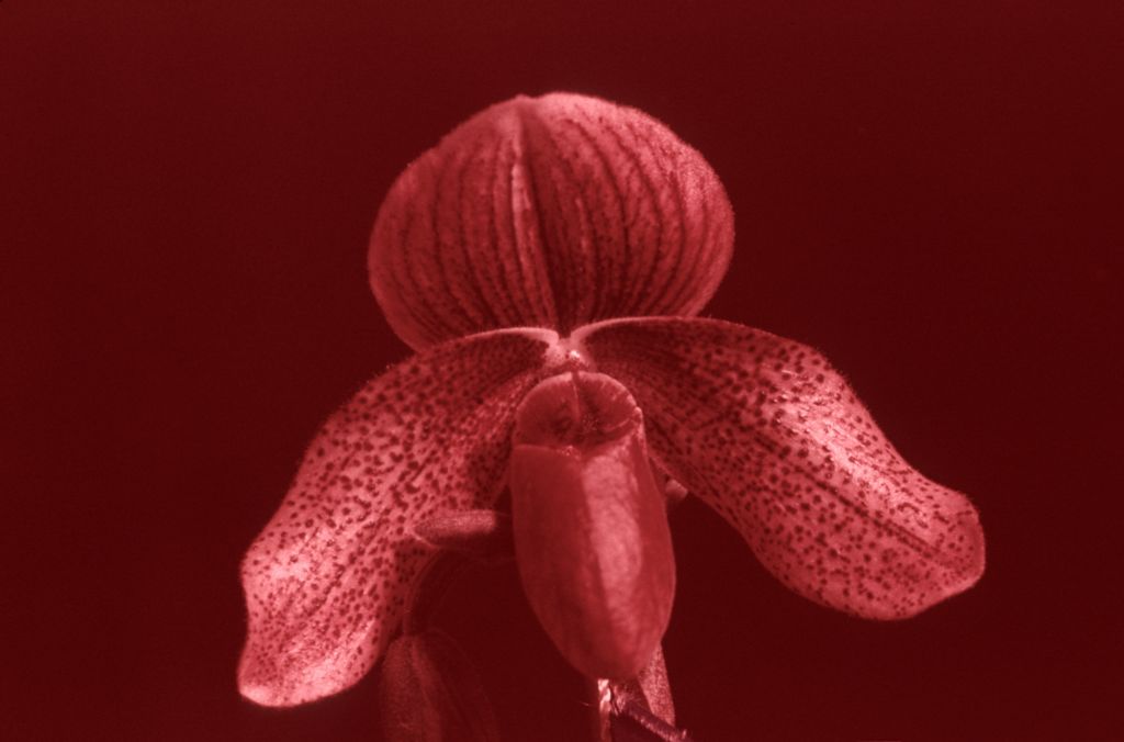 Paphiopedilum Charles Richman 'Royal Robe' AM/AOS Award Slide, March 26, 1976, Santa Barbara International Orchid Show, Santa Barbara, CA, exhibited by Carl and Imogene Keyes.