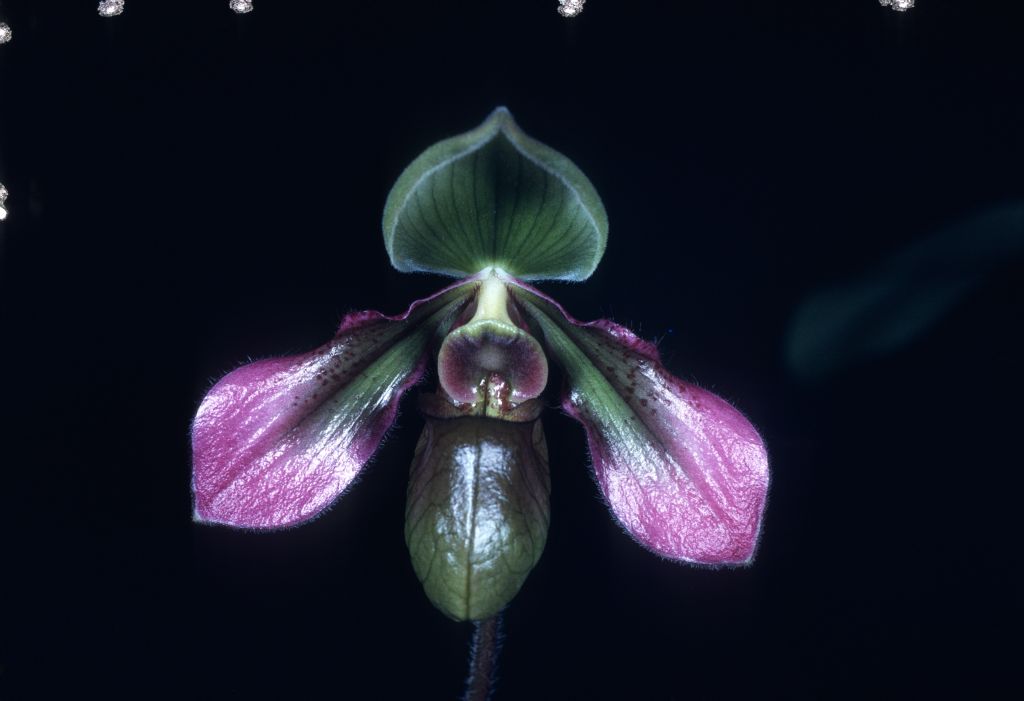 Paphiopedilum hookerae 'Bion', June 1976, roll 197606P2 slide 38.  This could well be a copy of the AOS Award Slide, which has not surfaced in any other collection, or else another photo of the same flower taken at the same time.  The award was HCC/AOS, June 14, 1976, Los Angeles monthly judging, Los Angeles, CA, exhibited by Hanes Orchids of Distinction, San Gabriel, CA.