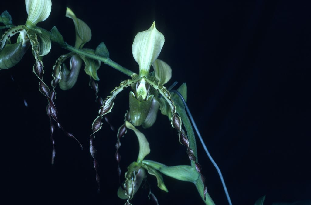 Paphiopedilum parishii 'Carimo Giant' HCC/AOS Award Slide, July 12, 1976, Los Angeles monthly judging, Los Angeles, CA, exhibited by Carl and Imogene Keyes.