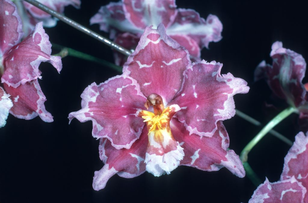 Odontioda Memoria Ernesto Alvarez 'Carimo King' AM/AOS Award Slide, September 27, 1976, Long Beach monthly judging, Long Beach, CA, exhibited by Carl and Imogene Keyes.