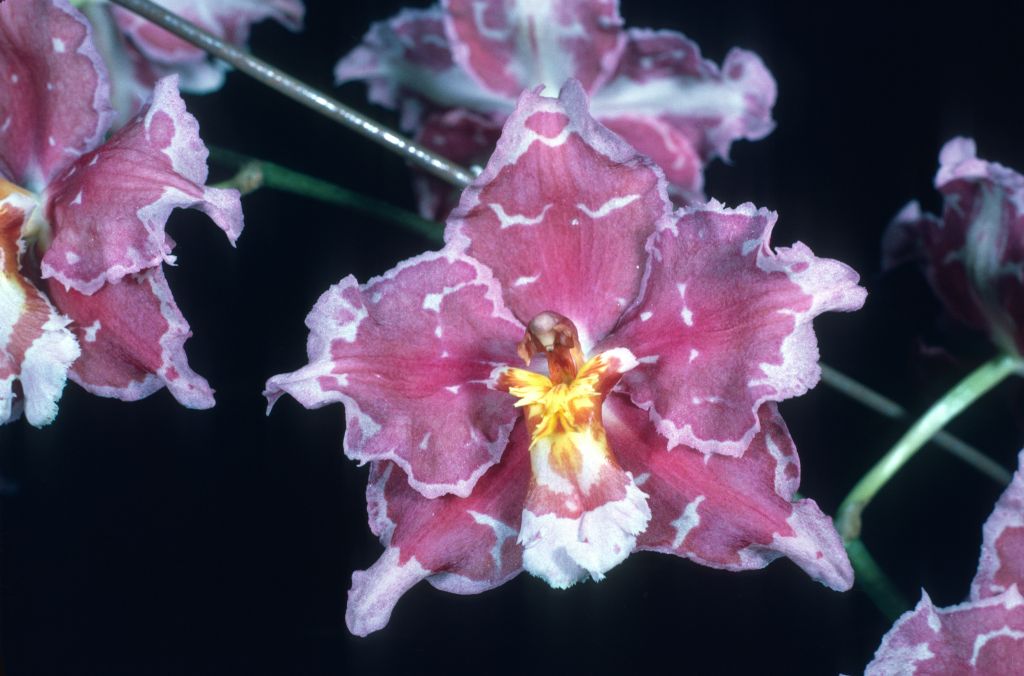 Odontioda Memoria Ernesto Alvarez 'Carimo King' AM/AOS Award Slide, September 27, 1976, Long Beach monthly judging, Long Beach, CA, exhibited by Carl and Imogene Keyes.