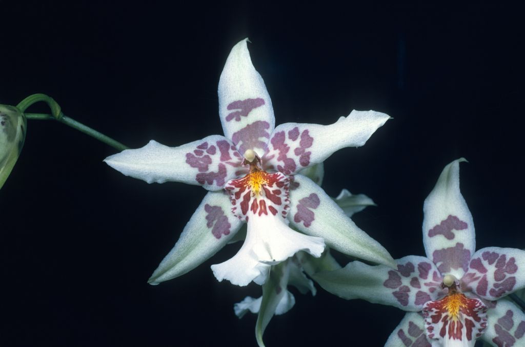 Beallara Tahoma Glacier 'Carimo Green Ice' AM/AOS Award Slide, September 13, 1976, Los Angeles monthly judging, Los Angeles, CA, exhibited by Carl and Imogene Keyes.