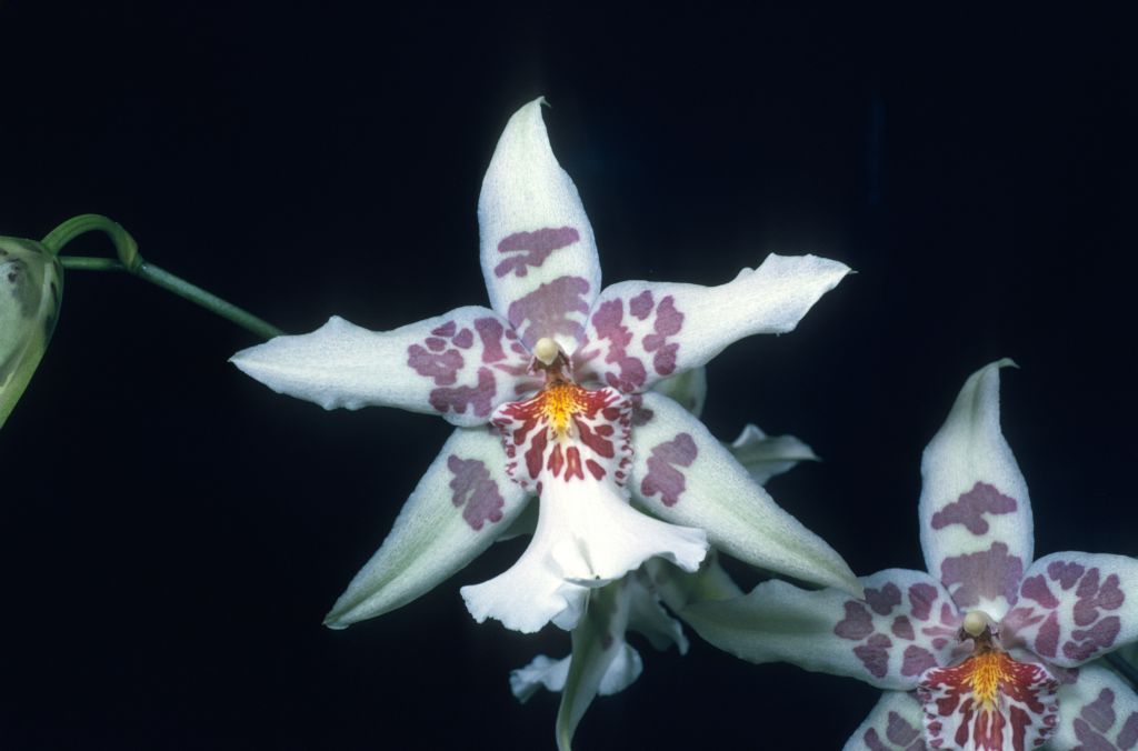 Beallara Tahoma Glacier 'Carimo Green Ice' AM/AOS Award Slide, September 13, 1976, Los Angeles monthly judging, Los Angeles, CA, exhibited by Carl and Imogene Keyes.