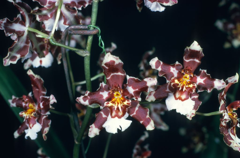 Odontocidium Goodale Moir 'Carimo Candescent' HCC/AOS Award Slide, November 8, 1976, Los Angeles monthly judging, Los Angeles, CA, exhibited by Carl and Imogene Keyes.