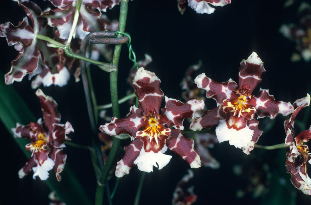 Odontocidium Goodale Moir 'Carimo Candescent' HCC/AOS Award Slide, November 8, 1976, Los Angeles monthly judging, Los Angeles, CA, exhibited by Carl and Imogene Keyes.