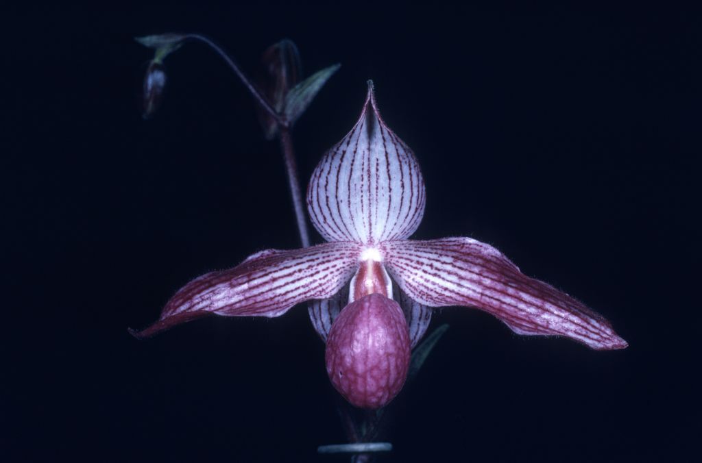 Paphiopedilum Delrosi 'Carimo Valentine' AM/AOS Award Slide, February 14, 1977, Los Angeles monthly judging, Los Angeles, CA, exhibited by Carl and Imogene Keyes.