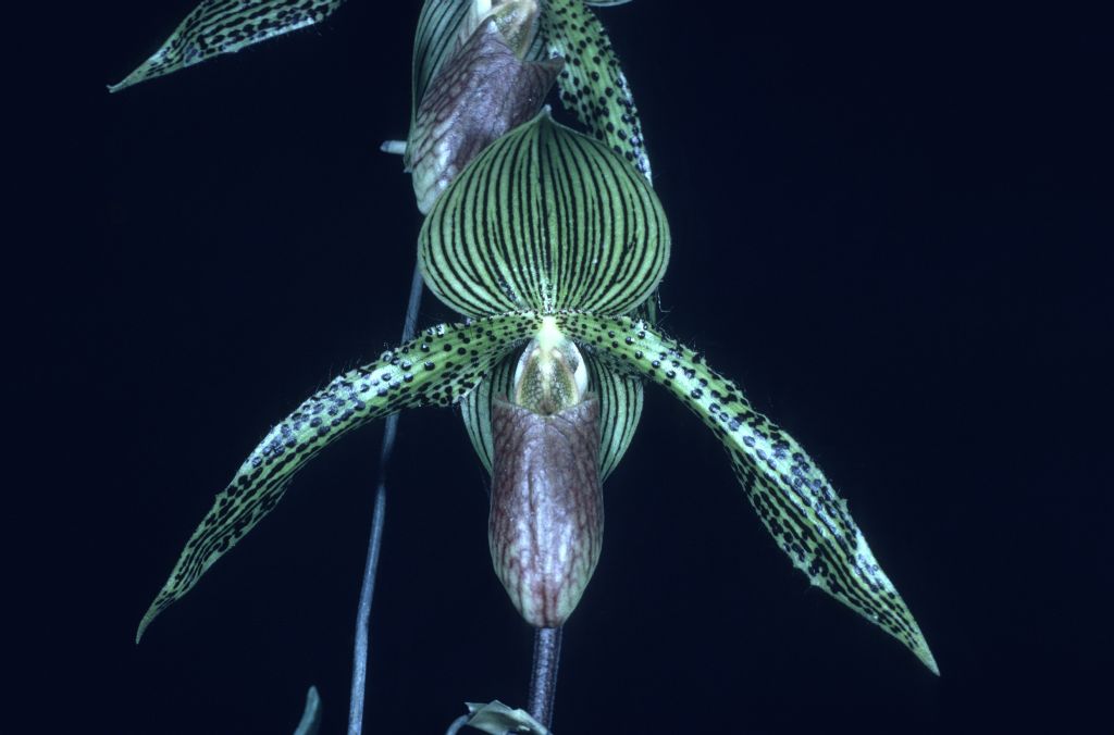 Paphiopedilum Iantha Stage 'Harry's' Friend' HCC/AOS Award Slide, October 17, 1977, Los Angeles monthly judging, Los Angeles, CA, exhibited by Carl and Imogene Keyes.