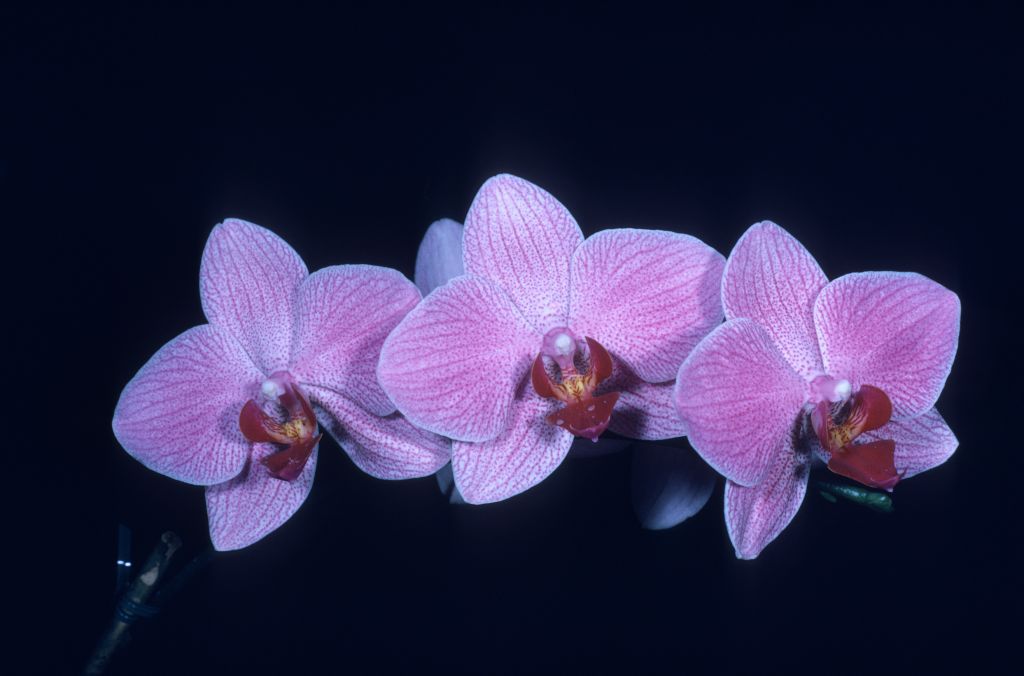 Phalaenopsis Fire-Water 'Pink Marble' AM/AOS Award Slide, November 28, 1977, Long Beach monthly judging, Long Beach, CA, exhibited by Carl and Imogene Keyes.