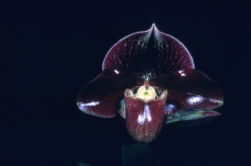 Paphiopedilum Explorama 'Radiant' HCC/AOS Award Slide, December 12, 1977, Los Angeles monthly judging, Los Angeles, CA, exhibited by Carl and Imogene Keyes.