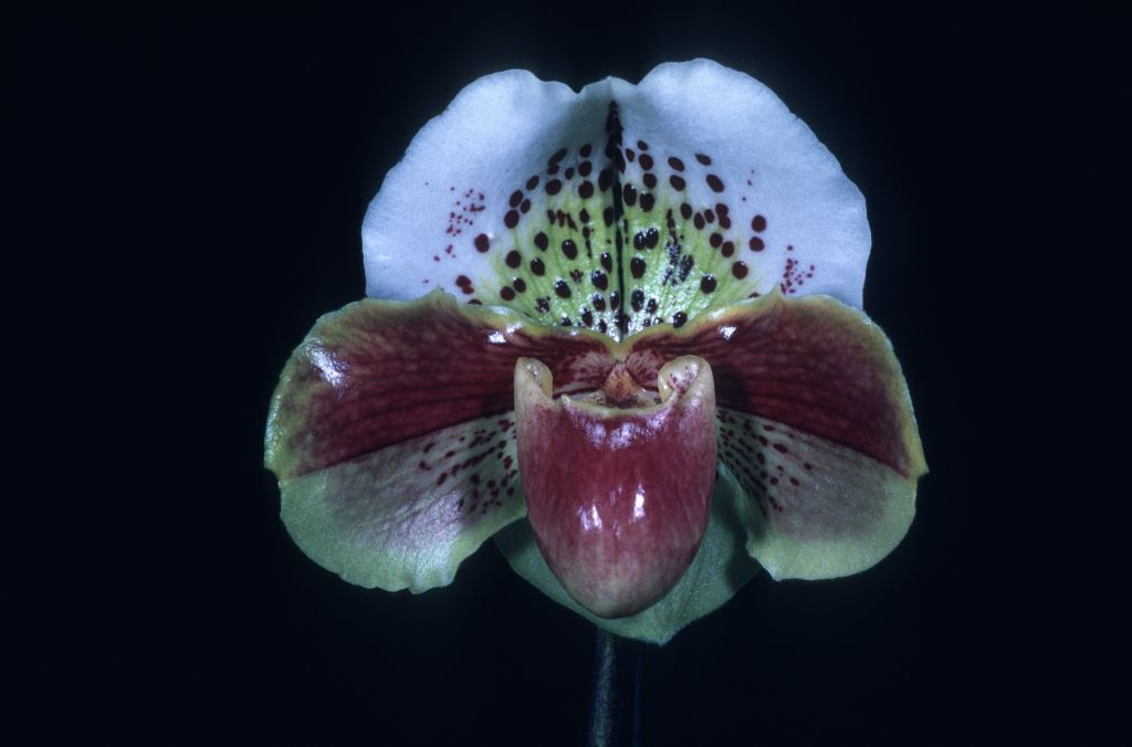 Paphiopedilum Great Pacific 'Carimo' HCC/AOS Award Slide, February 11, 1978, Los Angeles monthly judging, Los Angeles, CA, exhibited by Carl and Imogene Keyes.  The AOS awards database places the entire group of awards from this judging session at Atlanta monthly judging, in error!