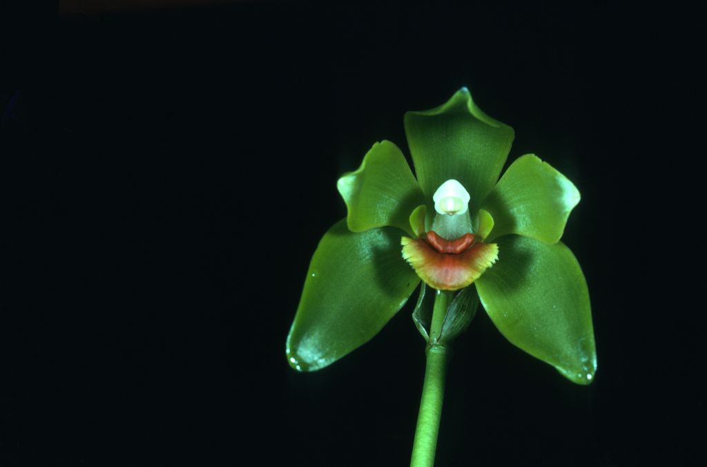 Lycaste longiscapa 'Green Giant' CBR/AOS Award Slide, March 13, 1973, slide is stamped PACIFIC SOUTH REGION, the official designation of Los Angeles monthly judging, Los Angeles, CA, exhibitors listed on the slide as Carl and Imogene Keyes, but this award is apparently not found in AOS records.