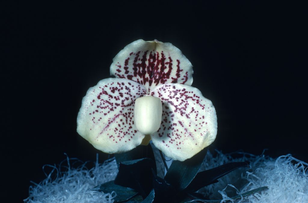 Paphiopedilum godefroyae leucochilum 'Carimo' AM/AOS Award Slide, July 24, 1978, Long Beach monthly judging, Long Beach, CA, exhibited by Carl and Imogene Keyes.