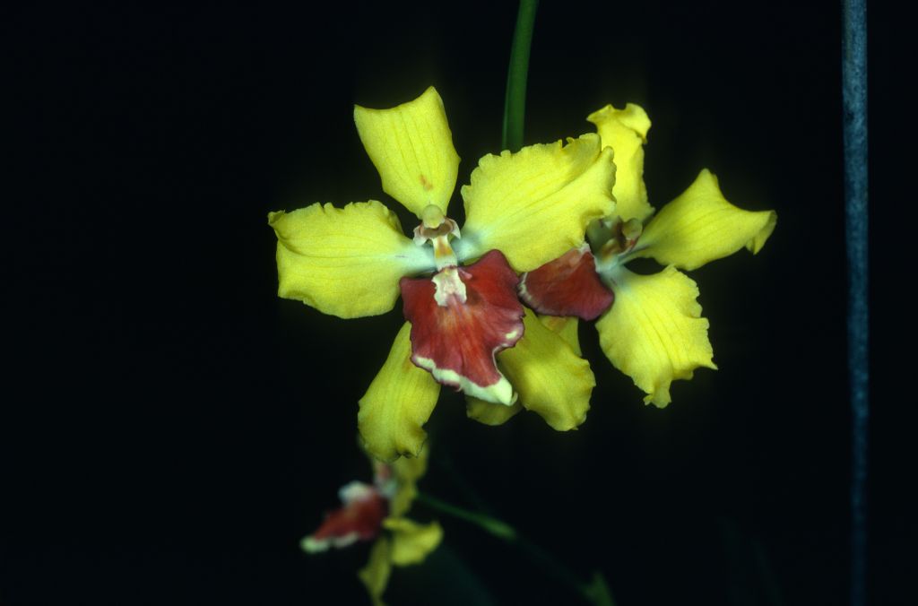 Miltonidium Yellow Monarch 'Carimo' HCC/AOS Award Slide, August 14, 1978, Los Angeles monthly judging, Los Angeles, CA, exhibited by Carl and Imogene Keyes.