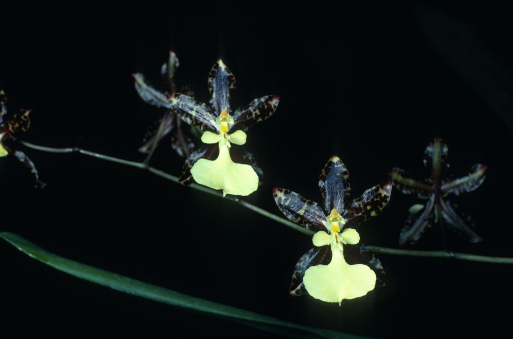 Oncidium Mexico 'Carimo' HCC/AOS Award Slide, December 11, 1978, Los Angeles monthly judging, Los Angeles, CA, exhibited by Carl and Imogene Keyes.