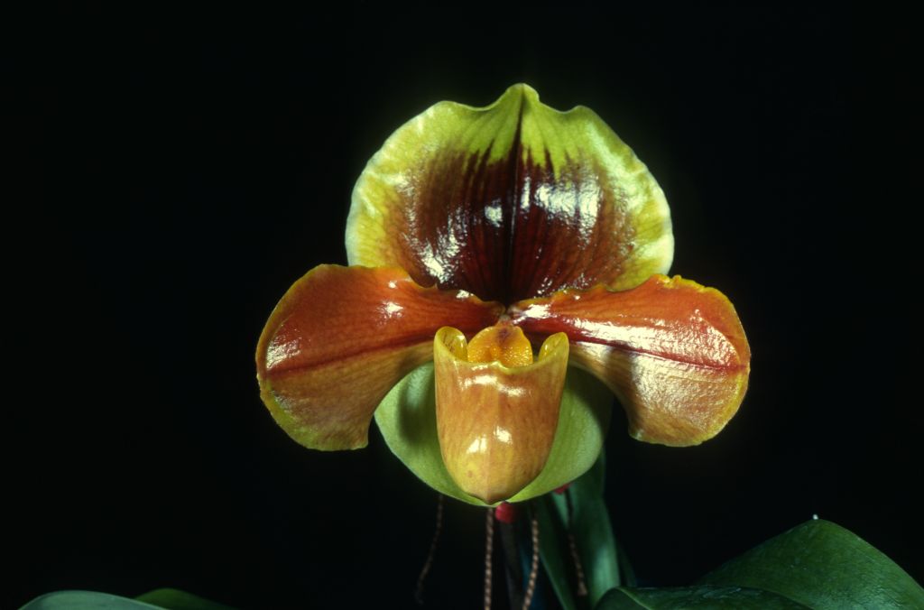 Paphiopedilum Josie Gonzales 'Brownskin' BM/CSA Award Slide, January 3, 1979, exhibited by Gallup & Stribling, Carpinteria, CA.