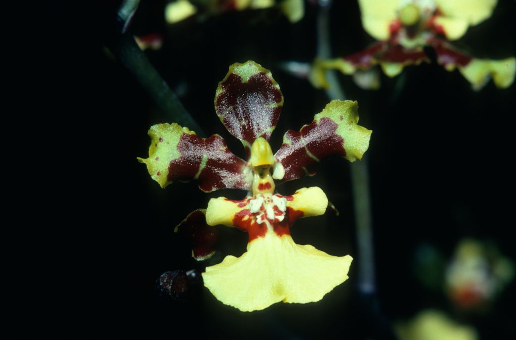 Oncidium Kushu 'Terrific' HCC/AOS Award Slide, February 24, 1979, Cabrillo Orchid Society Show, Santa Maria, CA, exhibited by Carl and Imogene Keyes.