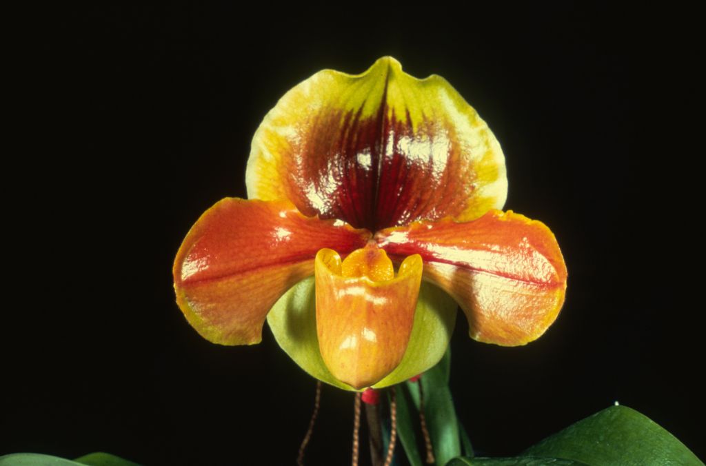 Paphiopedilum Josie Gonzales 'Brownskin' BM/CSA, Duplicate Slide 41, made April 1979, roll 197904H11.  Mirror image of the CSA award photograph in OrchidWiz, image #122185.