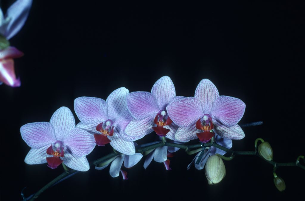 Phapaenopsis Fire-Water 'Red Hot' HCC/AOS Award Slide, April 9, 1979, Los Angeles monthly judging, Los Angeles, CA, exhibited by Carl and Imogene Keyes.