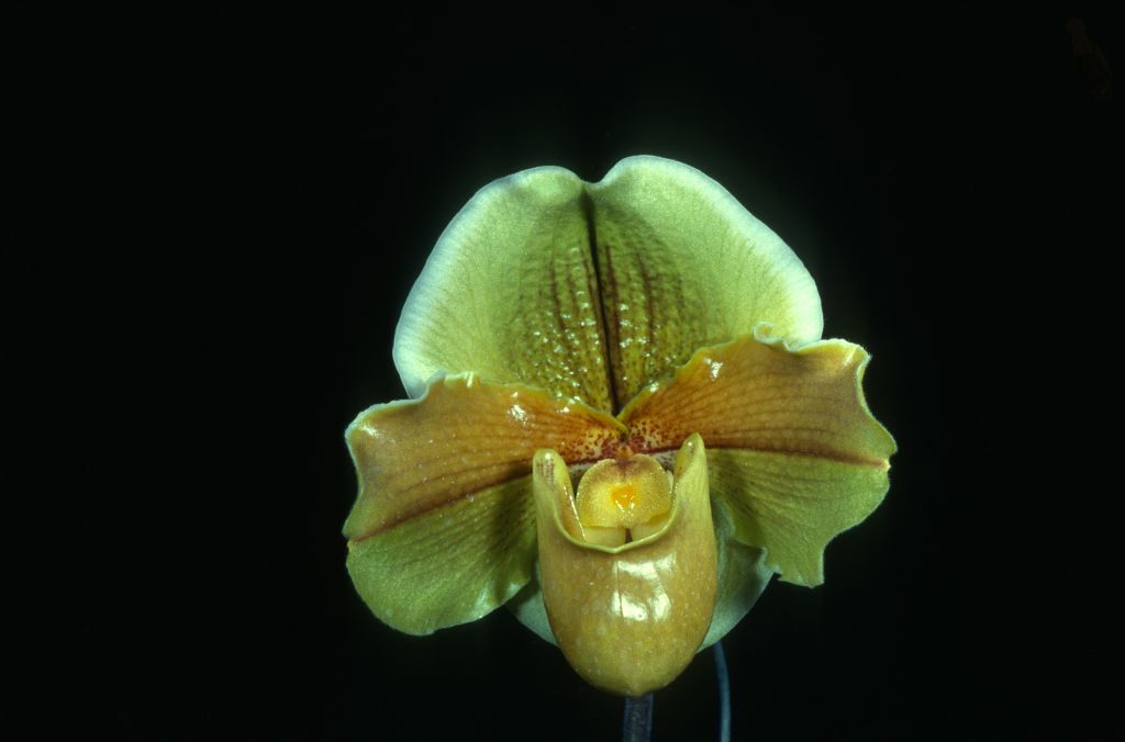 Paphiopedilum Via Gema 'Golden Nugget' HCC/AOS Award Slide, April 9, 1979, Los Angeles monthly judging, Los Angeles, CA, exhibited by Carl and Imogene Keyes.