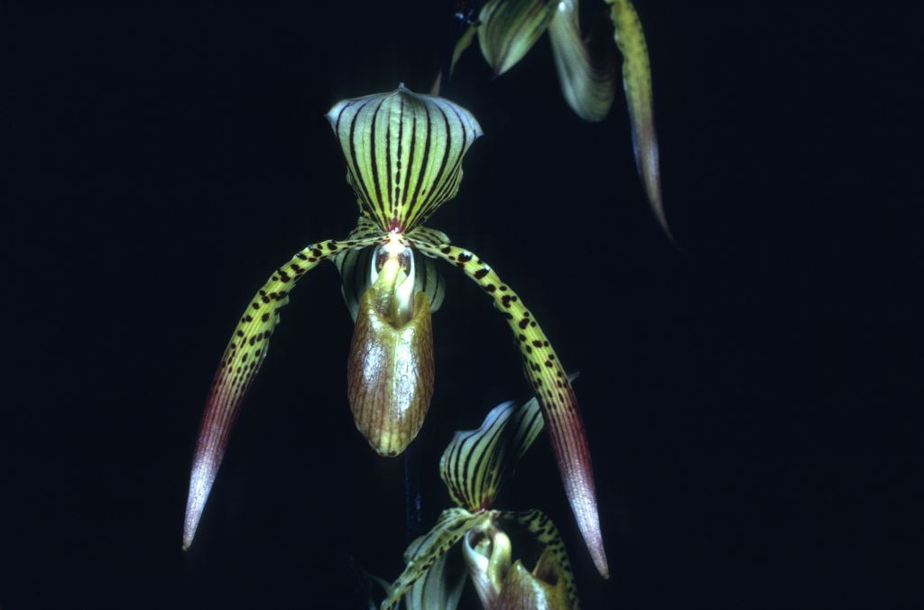 Paphiopedilum Houghtoniae 'Carimo' HCC/AOS Award Slide, May 14, 1979, Los Angeles monthly judging, Los Angeles, CA, exhibited by Carl and Imogene Keyes.