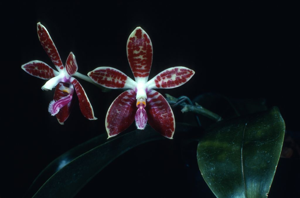 Phalaenopsis sumatrana 'Carimo Rouge' HCC/AOS Award Slide, May 14, 1979, Los Angeles monthly judging, Los Angeles, CA, exhibited by Carl and Imogene Keyes.