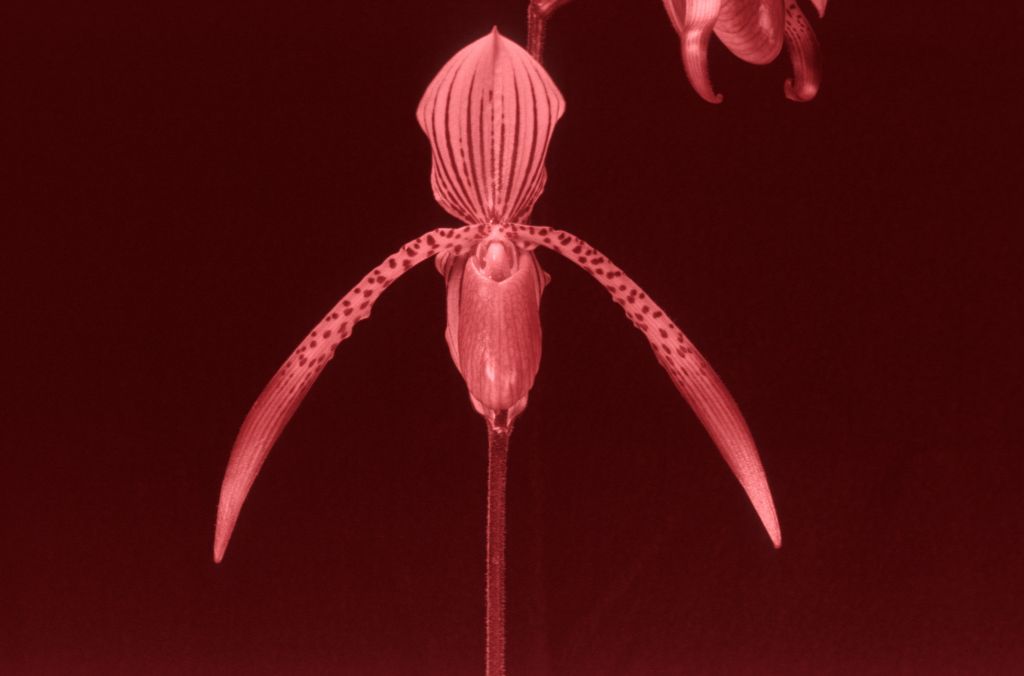 Paphiopedilum Houghtoniae 'Carimo' BM/CSA Award Slide, April 18, 1979, exhibited by Carl Keyes.  A much better version of this photo from CSA is in OrchidWiz, image #122128.