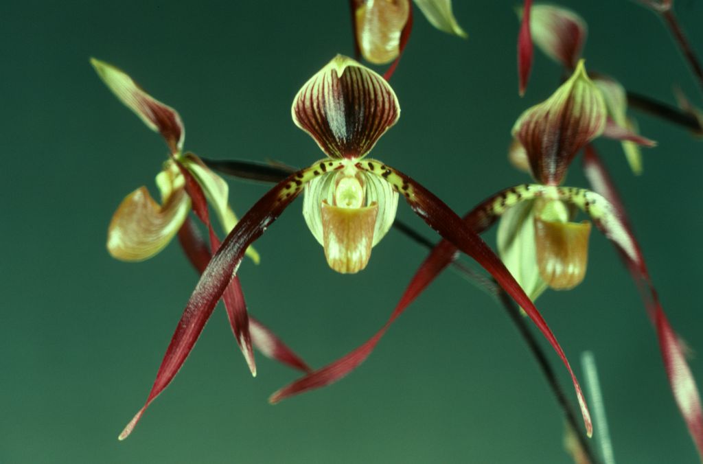 Paphiopedilum Berenice 'Brown Beauty' HCC/AOS Award Slide, February 5, 1980, San Francisco monthly judging, San Francisco, CA, exhibited by Carl and Imogene Keyes.