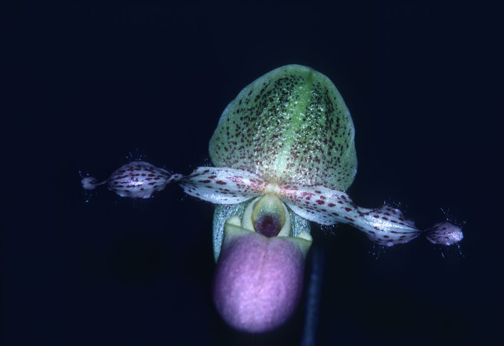 Paphiopedilum glaucophullum moquetianum 'Carimo' AM/AOS Award Slide, March 1, 1980, Cabrillo Orchid Society Show, Santa Maria, CA, exhibited by Carl and Imogene Keyes.