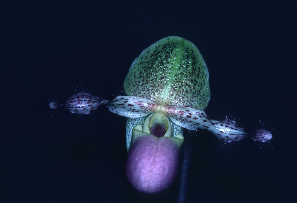 Paphiopedilum glaucophyllum moquetianum 'Carimo' AM/AOS Award Slide, March 1, 1980, Cabrillo Orchid Society Show, Santa Maria, CA, exhibited by Carl and Imogene Keyes.