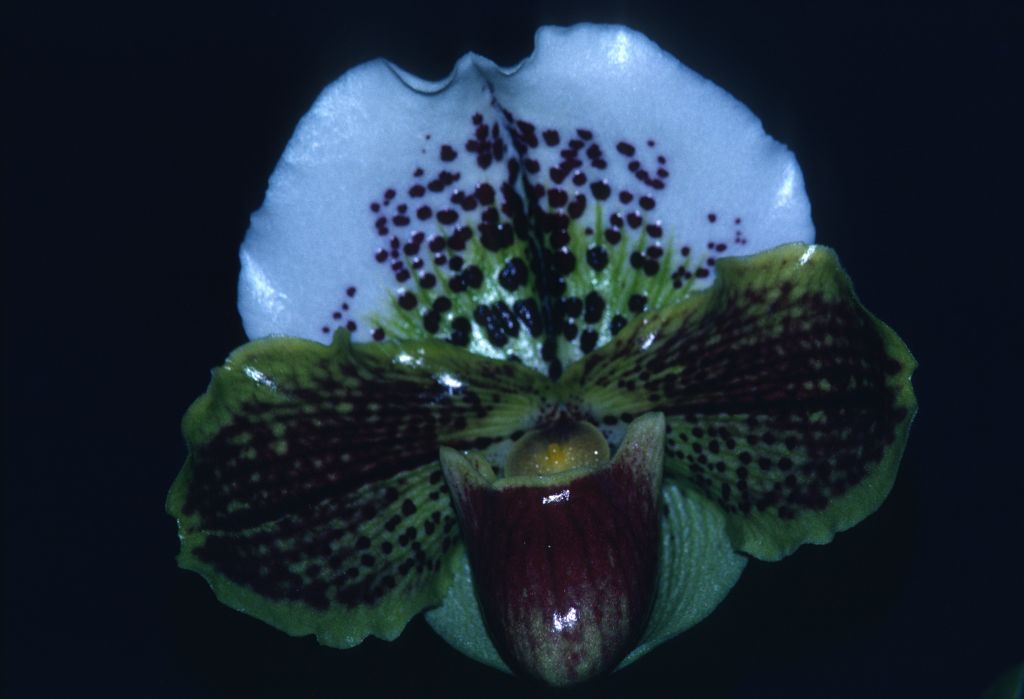 Paphiopedilum Moorenot 'Carimo Collosal' HCC/AOS Award Slide, March 1, 1980, Cabrillo Orchid Society Show, Santa Maria, CA, exhibited by Carl and Imogene Keyes.