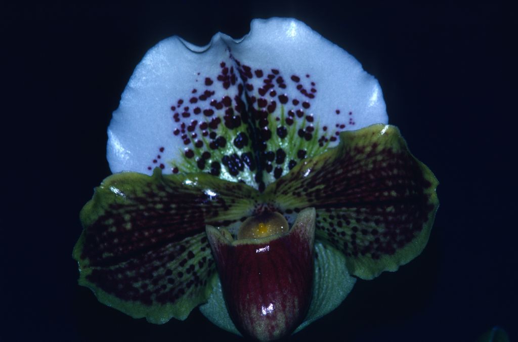 Paphiopedilum Moorenot 'Carimo Colossal' HCC/AOS Award Slide, March 1, 1980, Cabrillo Orchid Society Show, Santa Maria, CA, exhibited by Carl and Imogene Keyes.