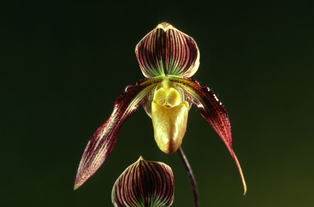 Paphiopedilum Clinkaberryanum 'Carimo' AM/AOS Award Slide, May 20, 1980, Oakland monthly judging, Oakland, CA, exhibited by Carl and Imogene Keyes.