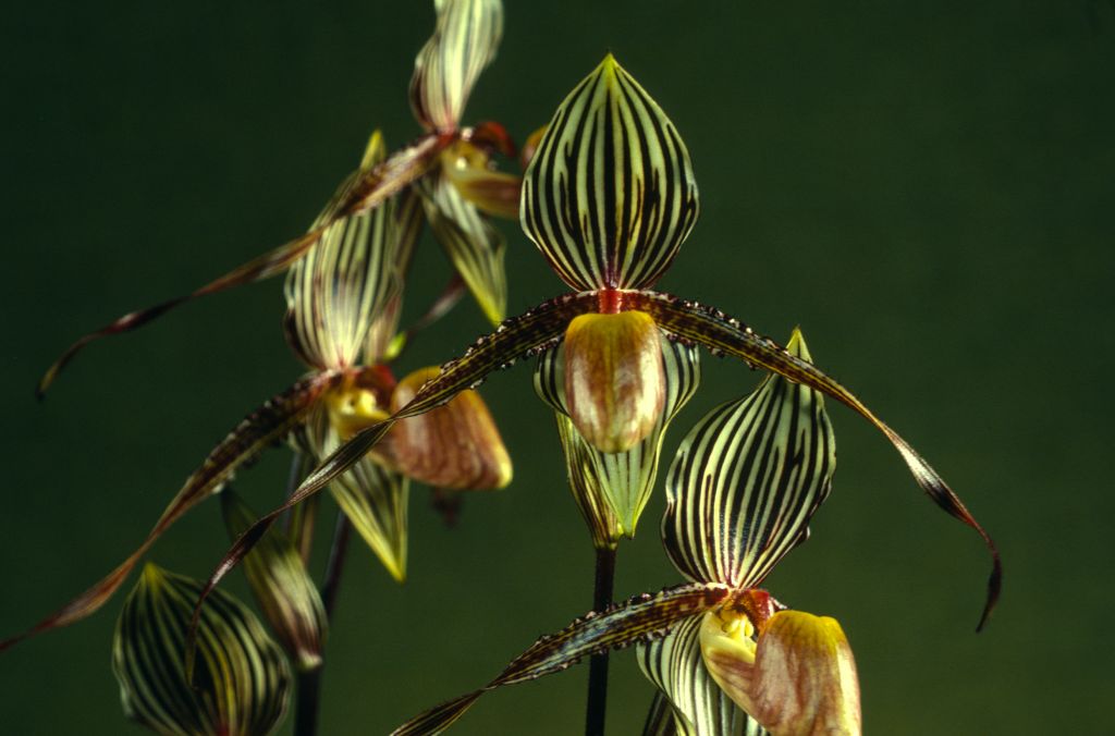 Paphiopedilum Saint Swithin 'Carimo' HCC/AOS Award Slide, May 20, 1980, Oakland monthly judging, Oakland, CA, exhibited by Carl and Imogene Keyes.  Photographer's name stamped on back, Beauford B. Fisher, Pacific Grove, CA.