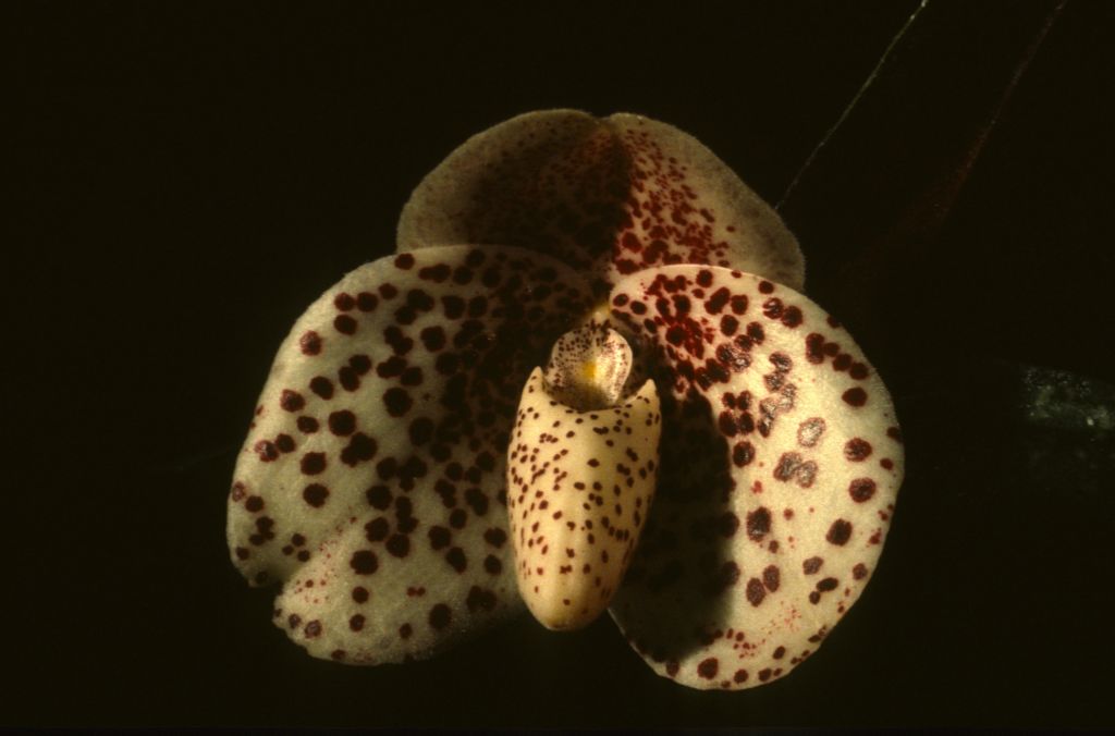 Paphiopedilum bellatulum 'Murielle' HCC/AOS Award Slide, January 3, 1981, Santa Barbara Orchid Society Fall Show, Santa Barbara, CA, exhibited by Carimo Orchids, Arroyo Grande, CA.