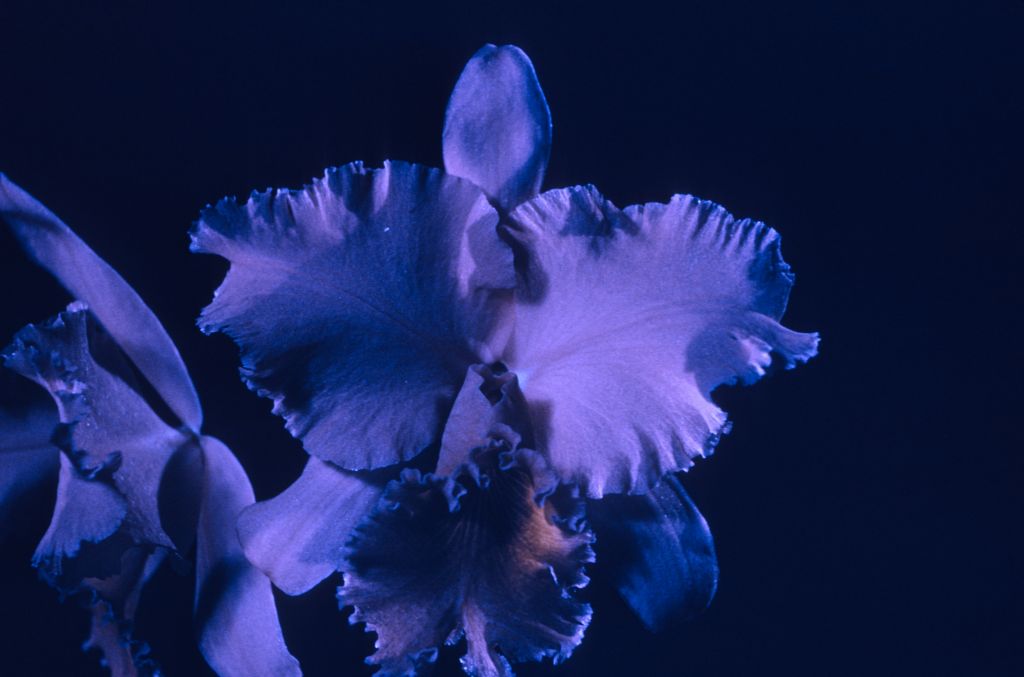 Lc. R. J. Chrisman 'Addie' AM/ODC, no date on slide.  This cultivar received AM/ODC November 27, 1961 at Seattle monthly judging, Seattle, WA, and a black-and-white version of this photo was published along with the award notice in Orchid Digest 23(3):114-115 (March, 1962).  The slide in the Keyes collection is almost completely blue, but the original is described in Orchid Digest as "Two 6-5/8" flowers, sparkling deep rose-lavender with magenta lip, good texture and heavy substance, very fine shape".