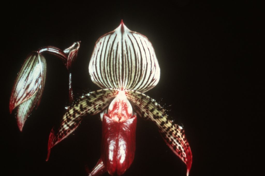 Paphiopedilum Neptune 'Mars' AM/AOS, no date on slide.  The image is a copy of the AM/AOS Award Slide from October 13, 1969, Los Angeles monthly judging, Los Angeles, CA, exhibited by Carl and Imogene Keyes.