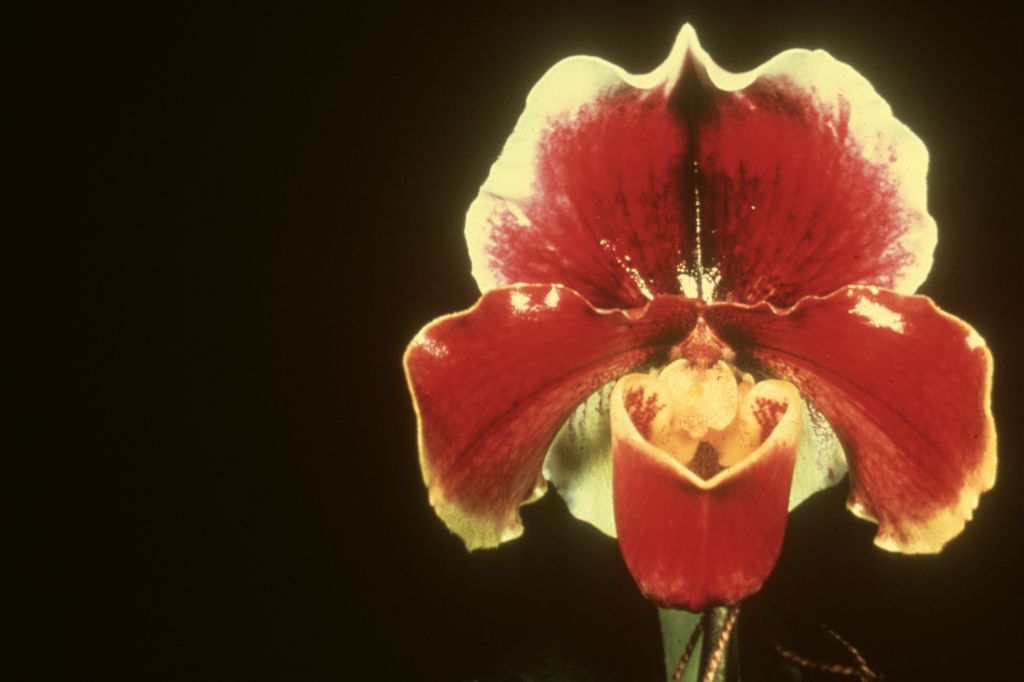 Paphiopedilum Bournhill 'Red Prince' BM/CSA, no date on slide.  This hybrid was registered by John Hanes in 1976.  The image is a copy of the CSA award slide (mirror image) in OrchidWiz, image #121772, which has much better color, from January 3, 1979, when the plant was exhibited by Gallup & Stribling, Carpinteria, CA.