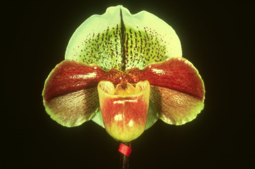 Paphiopedilum Ceaser Pitta ['Rustic Day'] SM/CSA, no date on slide.  The image is a copy of the CSA award slide in OrchidWiz, image #121818, which has better color, from January 3, 1979, exhibited by Gallup & Stribling, Carpinteria, CA.