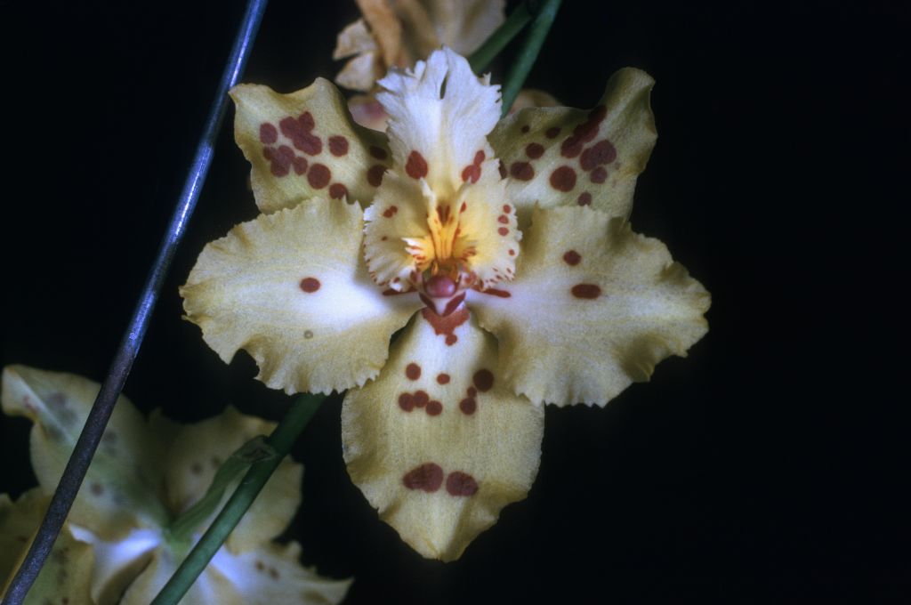 Odontoglossum Golden Glacier 'Golden Eagle', Program 1 slide 16,  HCC/AOS Award Slide, June 23, 1975, Long Beach monthly judging, Long Beach, CA, exhibited by Imogene and Carl Keyes, roll 197507H1 slide 8