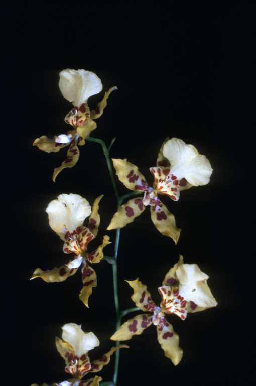 Odontocidium Solana 'Golden Shower', Program 1 slide 39,  HCC/AOS Award Slide, July 14, 1975, Los Angeles monthly judging, Los Angeles, CA, exhibited by Carl and Imogene Keyes