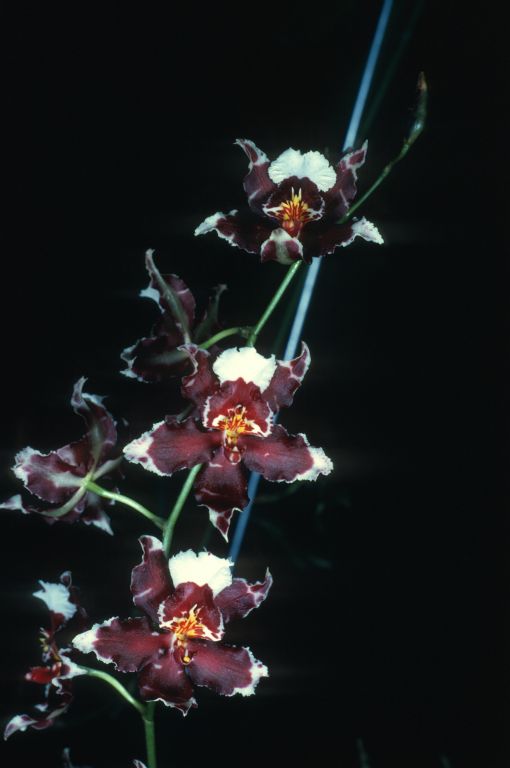 Odontocidium Goodale Moir 'Red Perfection', Program 1 slide 41, HCC/AOS Award Slide, February 9, 1976, Los Angeles monthly judging, Los Angeles, CA, exhibited by Carl and Imogene Keyes