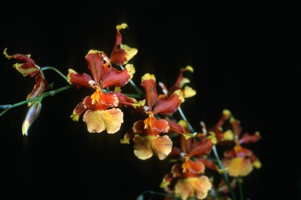 Colmanara (Oncidium sphacelatum x Odontonia Harlequin) 'Carimo' or 'Fall Tones', never registered, Program 1 slide 53, HCC/AOS Award Slide, August 14, 1978, Los Angeles monthly judging, Los Angeles, CA, exhibited by Carl and Imogene Keyes.   As the cross was never registered, the award was never entered into AOS records.